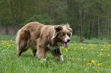 BORDER COLLIE 994